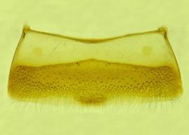   Anthidium jocosum  male, ventral view of fourth sternum (S4), photo from Gonzalez and Griswold 2013 
